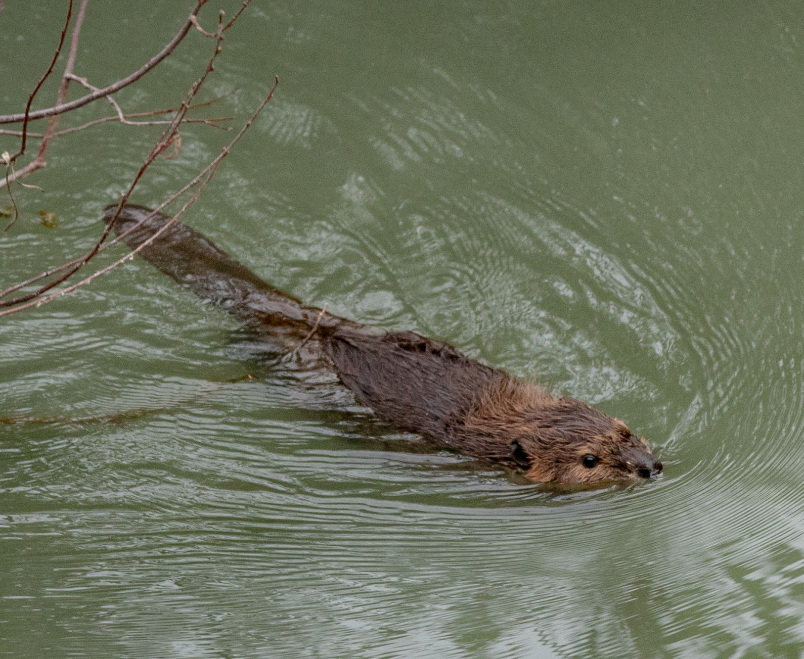 Beaver Lodge Summer 2019